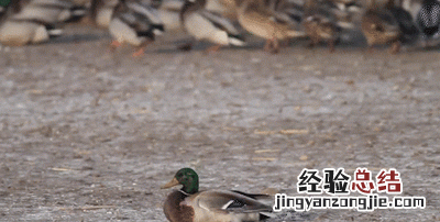 游隼到底有多快?它的天敌是谁呢