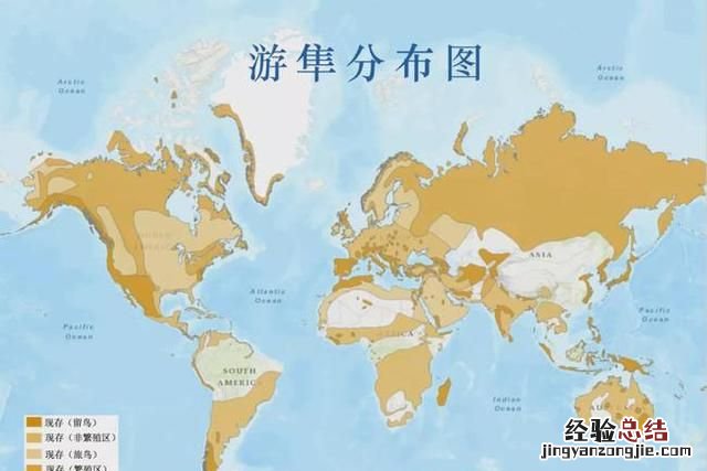 游隼到底有多快?它的天敌是谁呢