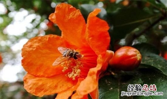 石榴花什么季节开花，石榴花在什么季节开放