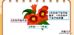 石榴花什么季节开花，石榴花在什么季节开放