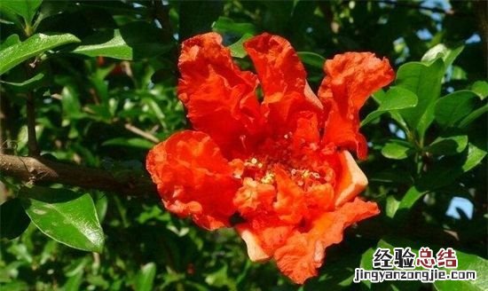 石榴花什么季节开花，石榴花在什么季节开放