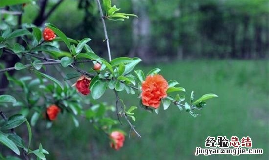 石榴花什么季节开花，石榴花在什么季节开放