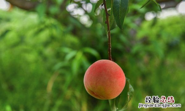 桃子的营养价值,桃子和葡萄那个更好