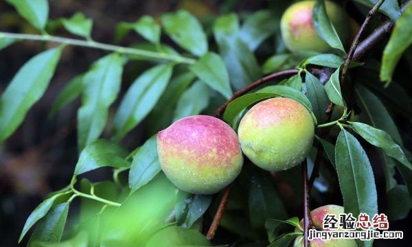 桃子的营养价值,桃子和葡萄那个更好