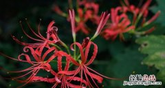 彼岸花的花语是什么，彼岸花的花语是啥代表什么
