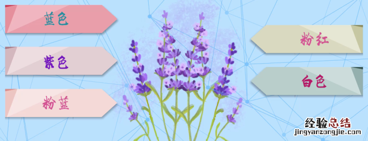 薰衣草的花语,什么的花语代表“我等你”