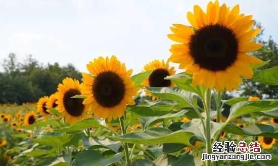 向日葵的特点,向日葵最主要的特点是什么