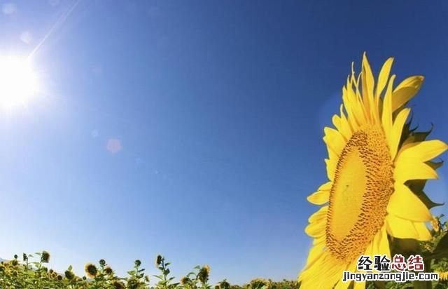 向日葵的特点,向日葵最主要的特点是什么