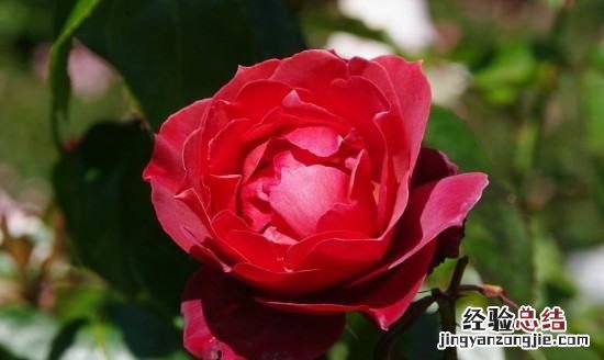 33朵红玫瑰花语是什么