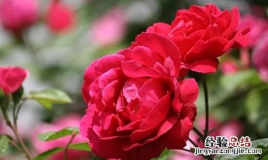 33朵红玫瑰花语是什么
