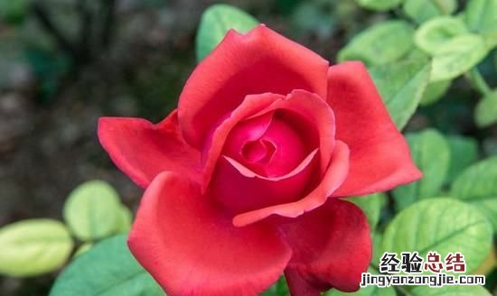 33朵红玫瑰花语是什么
