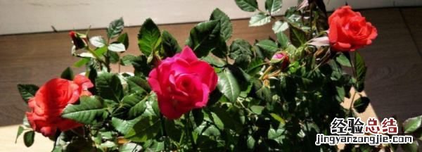 33朵红玫瑰花语是什么