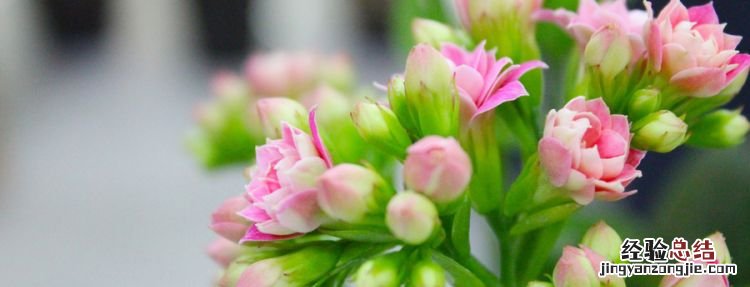 长寿花为什么致癌,长寿花对猫咪是否有害