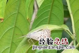 飞蛾扑火是为了什么,飞蛾扑火是因为什么原因