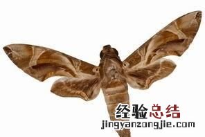 飞蛾扑火是为了什么,飞蛾扑火是因为什么原因