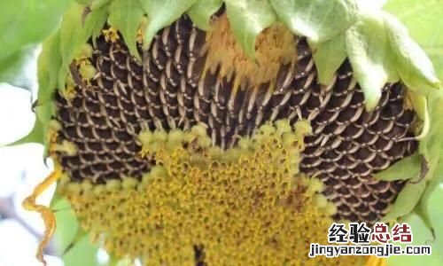 向日葵的花语是什么,向日葵的花语是什么梗