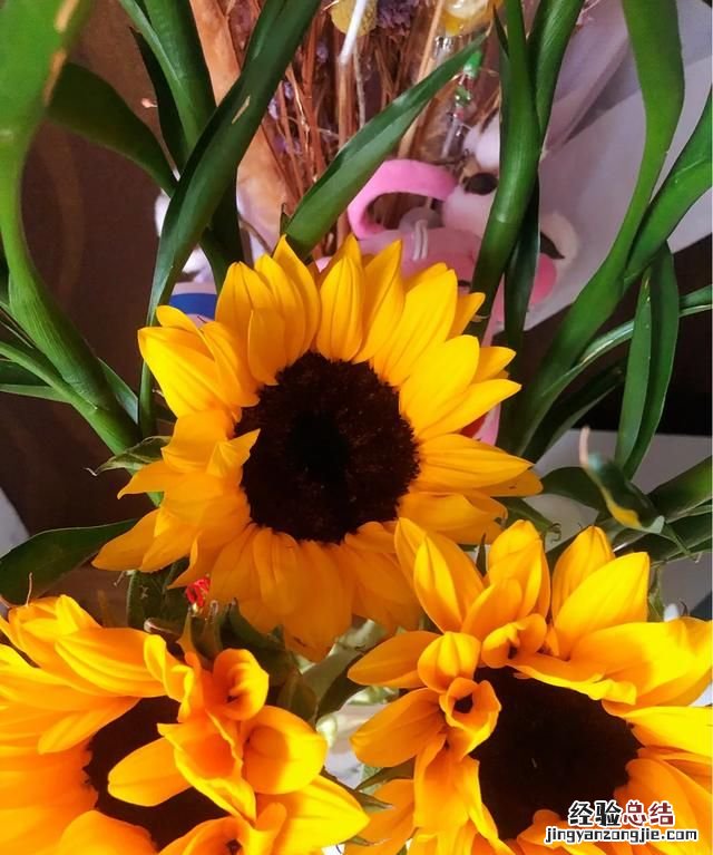 向日葵的花语是什么,向日葵的花语是什么梗