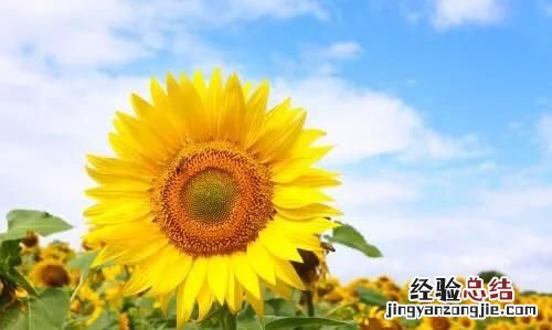 向日葵的花语是什么,向日葵的花语是什么梗
