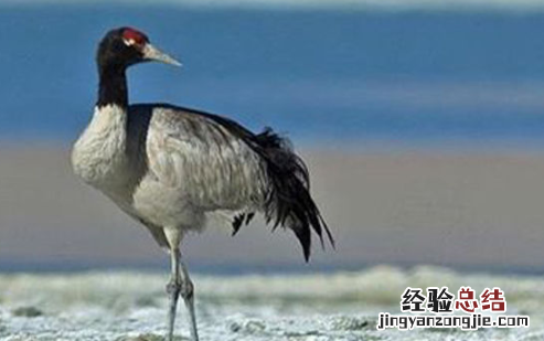 黑颈鹤是几级保护动物
