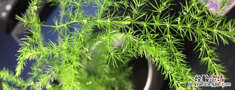 文竹发黄怎么挽救