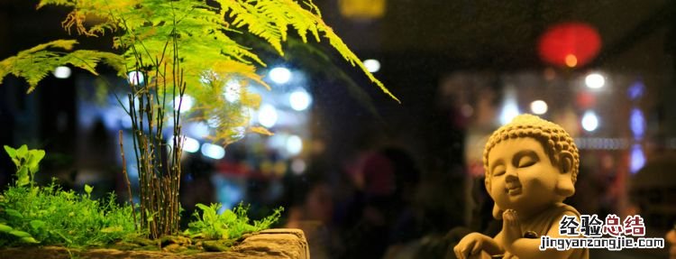 文竹发黄怎么挽救
