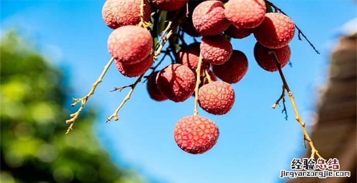 大暑吃什么传统食物