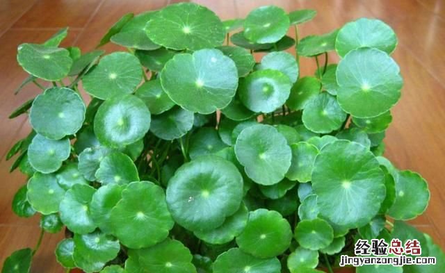 铜钱草怎么养水培,铜钱草怎么养叶子肥大