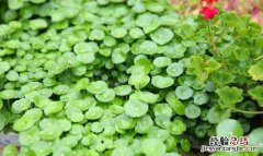 铜钱草怎么养水培,铜钱草怎么养叶子肥大