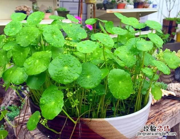 铜钱草怎么养水培,铜钱草怎么养叶子肥大
