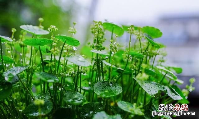铜钱草怎么养水培,铜钱草怎么养叶子肥大