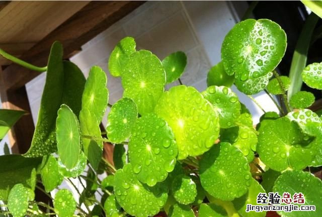 铜钱草怎么养水培,铜钱草怎么养叶子肥大