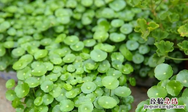 铜钱草怎么养水培,铜钱草怎么养叶子肥大