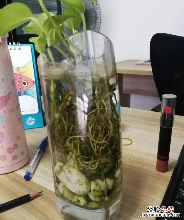 绿萝怎么养,绿萝怎么养才能更旺盛啤酒加b12