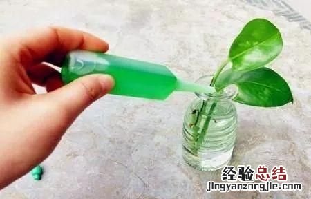 绿萝怎么养,绿萝怎么养才能更旺盛啤酒加b12