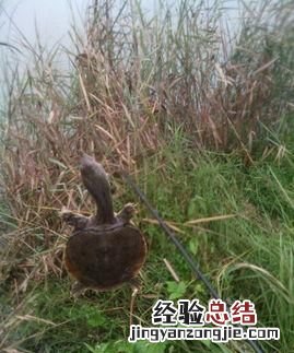 怎么钓甲鱼,抓甲鱼的笼子