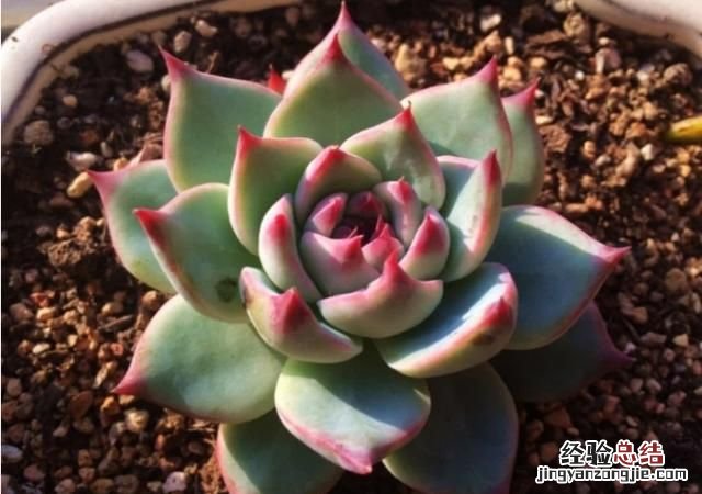 多肉植物怎么养的又肥又大