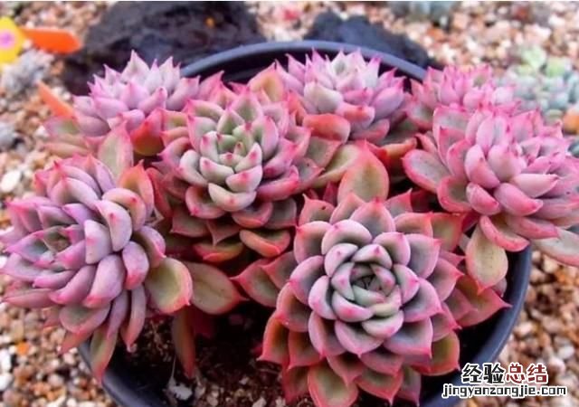 多肉植物怎么养的又肥又大