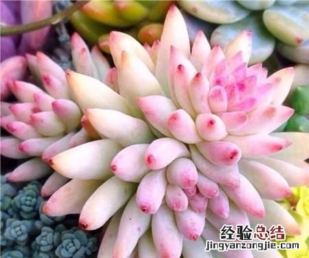 多肉植物怎么养的又肥又大