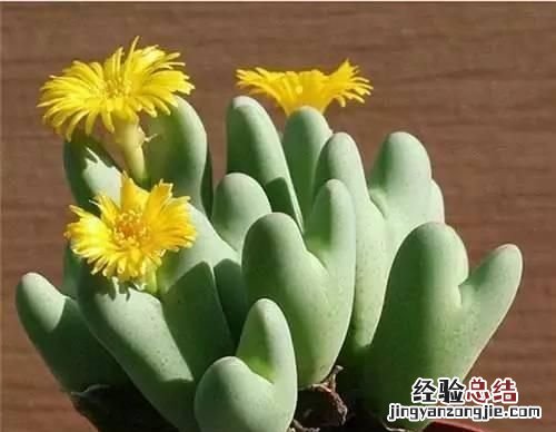 多肉植物怎么养的又肥又大