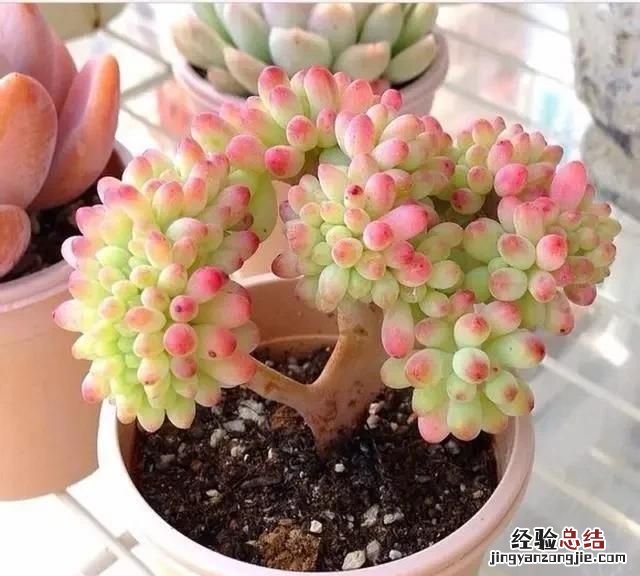 多肉植物怎么养的又肥又大