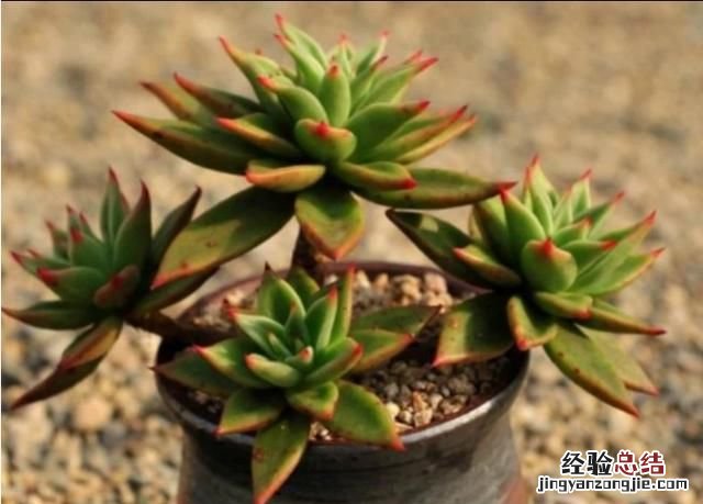 多肉植物怎么养的又肥又大