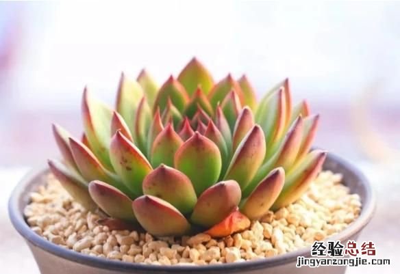 多肉植物怎么养的又肥又大