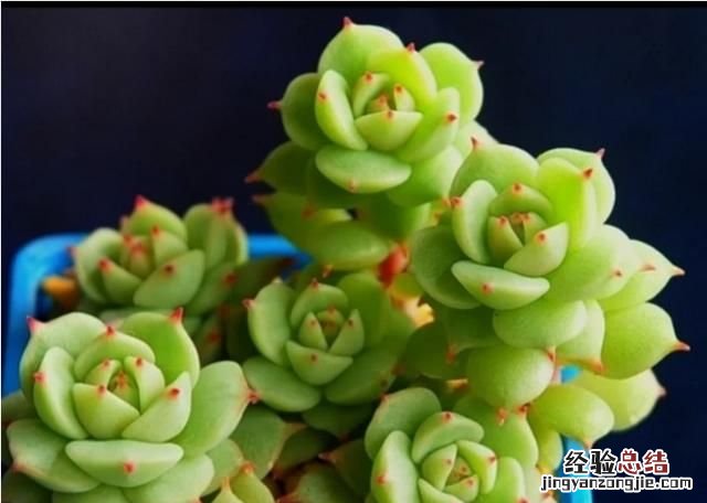 多肉植物怎么养的又肥又大