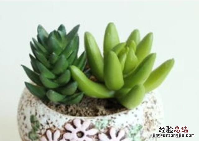多肉植物怎么养的又肥又大