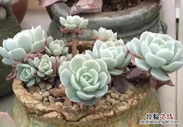 多肉植物怎么养的又肥又大