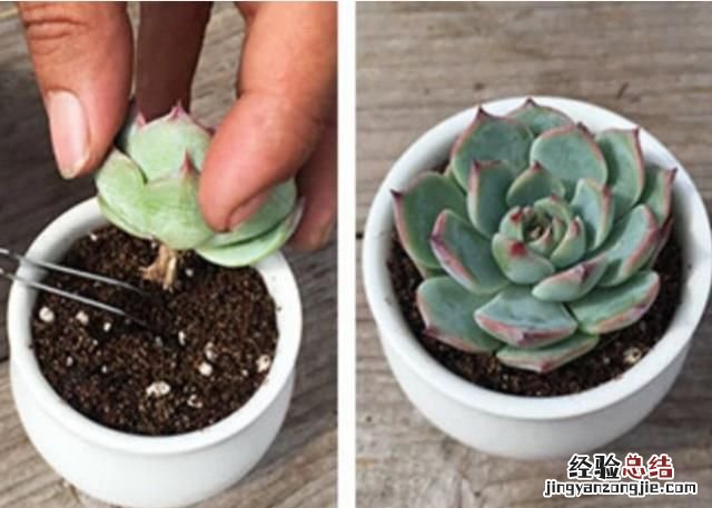 多肉植物怎么养的又肥又大