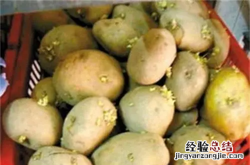 土豆发芽了把芽去掉还能吃