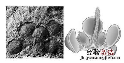 被称为活化石的植物有哪些,哪些植物被称为活化石