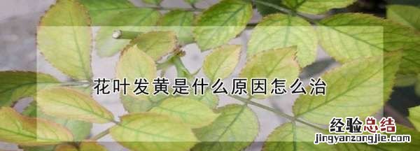 花叶子发黄是什么原因