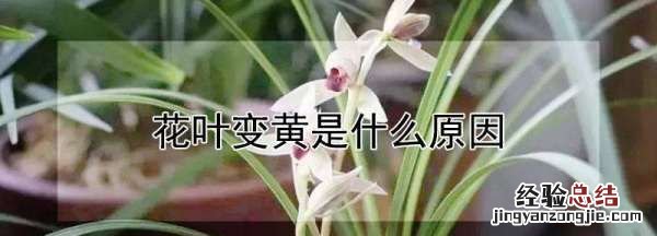 花叶子发黄是什么原因